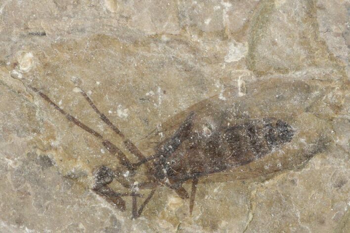 Fossil March Fly (Plecia) - Green River Formation #154498